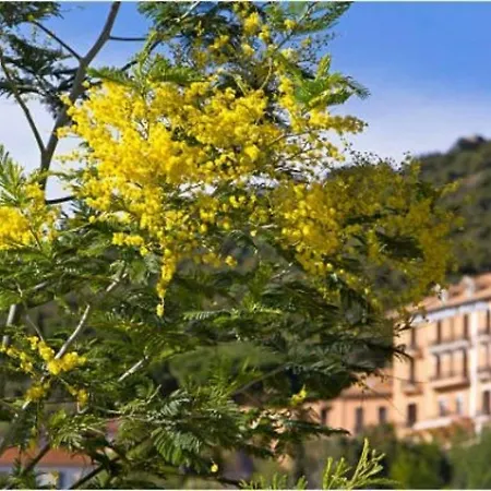 Studio Avec Piscine, Tennis Et Parking, A 2 Pas De La Plage - - Fr-1-251-165 * Bormes-les-Mimosas